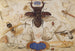Insekten und Kopf eines Windgottes - Joris Hoefnagel — Ansicht des Kunstwerks