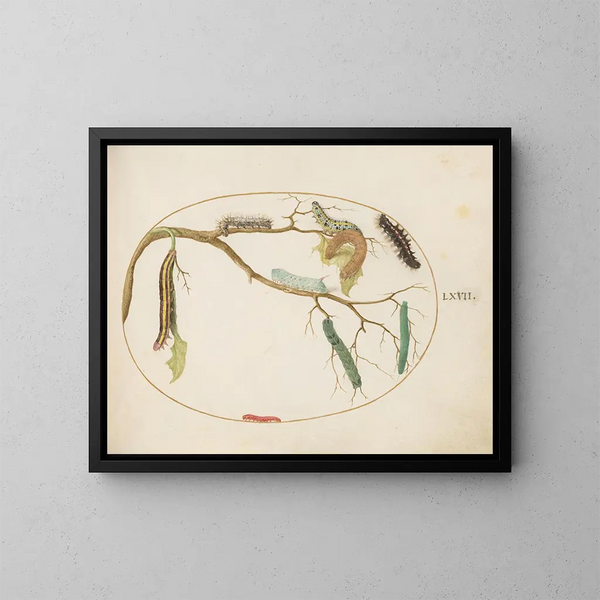 Chenilles de papillons blancs et autres chenilles - Joris Hoefnagel — gerahmtes Bild an der Wand