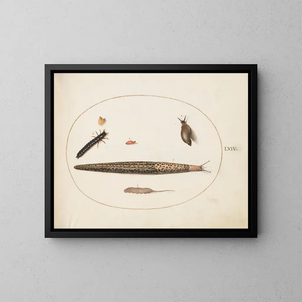 Leopard-Schnecke, Erdskarabäe, Larve und Maden mit Schwanz und andere Kreaturen - Joris Hoefnagel — gerahmtes Bild an der Wand
