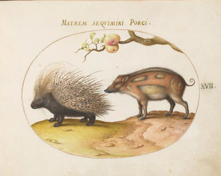 Igel des alten Welt und Wildschwein - Joris Hoefnagel — Ansicht des Kunstwerks