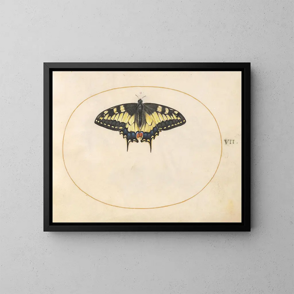 Planche 07 Schmetterling Schwanzschwanz - Joris Hoefnagel — gerahmtes Bild an der Wand