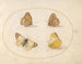 Plaque 09 Schmetterlinge Wiesenbiene, Gatekeeper, Clouded Yellow und Bath White - Joris Hoefnagel — Ansicht des Kunstwerks