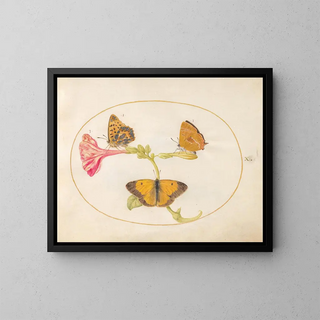 Plaque 10: Der Braun der Haare, der Silberfritillaria und der gelbe Wolken-Schmetterling auf einer Vier-Uhr-Blume - Joris Hoefnagel — gerahmtes Bild an der Wand
