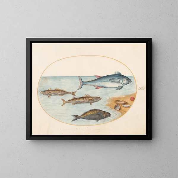 Planche 11 Vier Fische und Muscheln - Joris Hoefnagel — gerahmtes Bild an der Wand