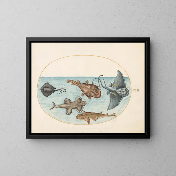 Planche 13 Zwei Rochen, ein Laternenfisch, eine Anglerfisch und ein Engelhai - Joris Hoefnagel — gerahmtes Bild an der Wand