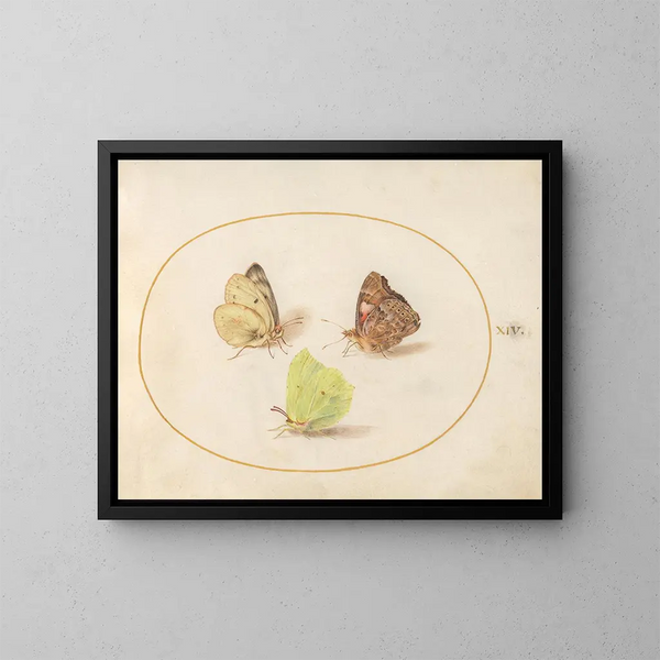 Planche 14: Zitronen-Schmetterlinge, gemalte Dame und vergilbtes Gelb - Joris Hoefnagel — gerahmtes Bild an der Wand