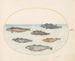 Planche 15 Sechs Fische asellorum Cod - Joris Hoefnagel — Ansicht des Kunstwerks