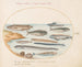Planche 17: Ein Kabeljau, Aale und andere Fische - Joris Hoefnagel — Ansicht des Kunstwerks