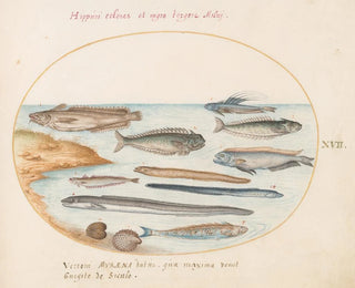 Planche 17: Ein Kabeljau, Aale und andere Fische - Joris Hoefnagel — Ansicht des Kunstwerks