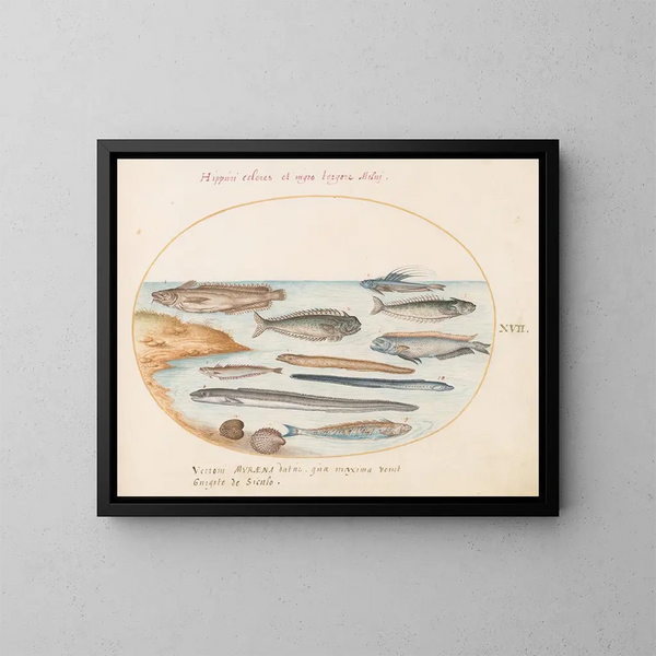 Planche 17: Ein Kabeljau, Aale und andere Fische - Joris Hoefnagel — gerahmtes Bild an der Wand