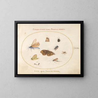 Joris Hoefnagel - Plate 18 Two Butterflies and a Moth with a Damselfly Two Ants and Four Other Insects.webp