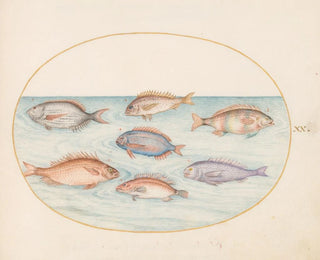 Planche 20: Dorade, Denti, Sargo und andere Fische - Joris Hoefnagel — Ansicht des Kunstwerks