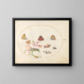 Joris Hoefnagel - Plate 22 A Cinnabar Moth and a Cockchafer with Butterflies other Insects and a Snapdragon.webp