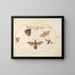 Pflanzenbild 23: Schmetterling Sphinx, Schmetterlinge und andere Insekten um einen Schneeballzweig - Joris Hoefnagel — gerahmtes Bild an der Wand