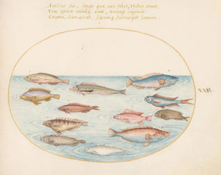 Planche 25: Mediterraner Mondfisch, andere Labridae, ein Schmetterlingsfisch mit Schwalbenschwanz, mehrere Anthias und andere Fische - Joris Hoefnagel — Ansicht des Kunstwerks