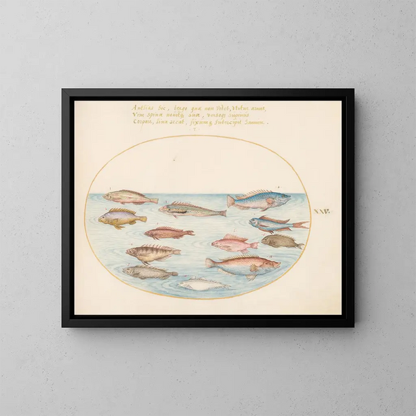 Planche 25: Mediterraner Mondfisch, andere Labridae, ein Schmetterlingsfisch mit Schwalbenschwanz, mehrere Anthias und andere Fische - Joris Hoefnagel — gerahmtes Bild an der Wand