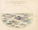 Planche 27: Blennies, Skorpionfische und andere Fische - Joris Hoefnagel — Ansicht des Kunstwerks