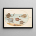 Planche 31 Elektrische Rochen mit anderen Rochen oder Muscheln und einem Mollusken in seiner Schale - Joris Hoefnagel — gerahmtes Bild an der Wand
