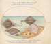 Planche 32: Raies avec un œuf et deux poissons plats - Joris Hoefnagel — Ansicht des Kunstwerks