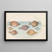 Planche 34 Sept flache Fische - Joris Hoefnagel — gerahmtes Bild an der Wand