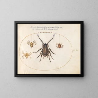 Joris Hoefnagel - Plate 35 A Wolf Spider and Three Other Spiders.webp
