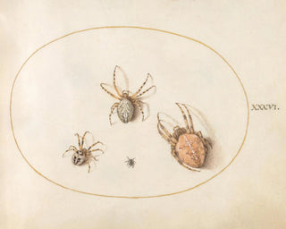 Joris Hoefnagel - Plate 36 Three Large Spiders and One Small Spider.webp