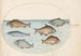 Planche 37 Sechs Fische, darunter ein Karpfen - Joris Hoefnagel — Ansicht des Kunstwerks