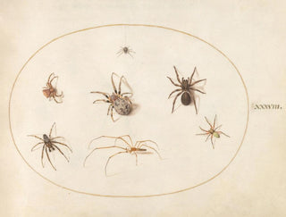 Joris Hoefnagel - Plate 38 Seven Spiders.webp