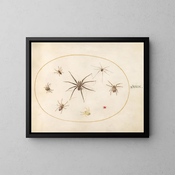 Platine 39 Acht Spinnen - Joris Hoefnagel — gerahmtes Bild an der Wand