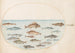 Planche 43, quinze poissons - Joris Hoefnagel — Ansicht des Kunstwerks