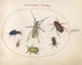 Planche 43: Scarabée musqué, scarabée huileux, scarabée de la tanaisie, cafard, punaise à pattes foliacées et autres insectes - Joris Hoefnagel — Ansicht des Kunstwerks