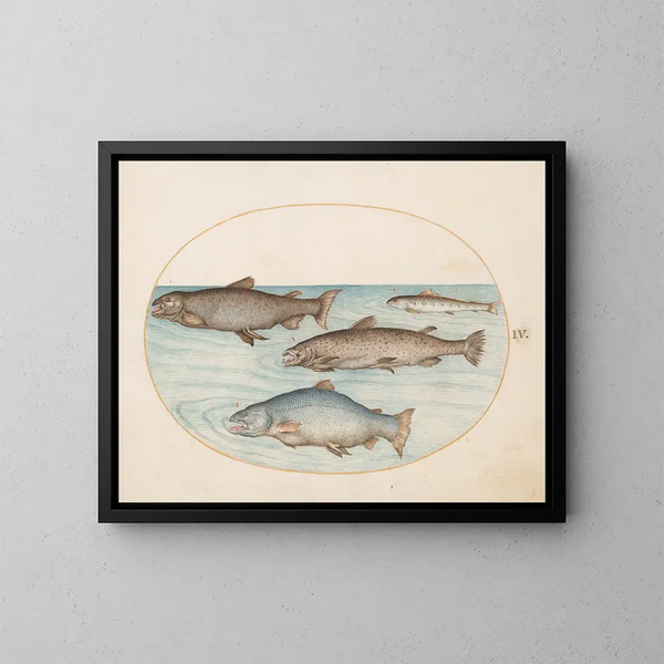 Plaque 4 Vier Lachse - Joris Hoefnagel — gerahmtes Bild an der Wand