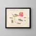 Pflanzen-Gemälde 50 Heuschrecken, eine Raupe und ein schuppiges Insekt mit einer Vier-Uhr-Blume - Joris Hoefnagel — gerahmtes Bild an der Wand