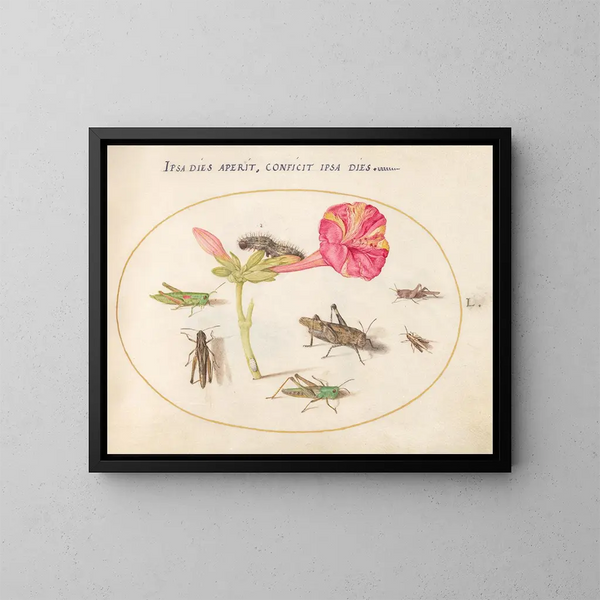 Pflanzen-Gemälde 50 Heuschrecken, eine Raupe und ein schuppiges Insekt mit einer Vier-Uhr-Blume - Joris Hoefnagel — gerahmtes Bild an der Wand