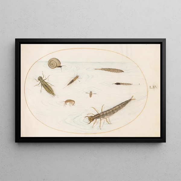 Planche 55 Wasserinsekten und Wirbellose, einschließlich einer Schnecke - Joris Hoefnagel — gerahmtes Bild an der Wand