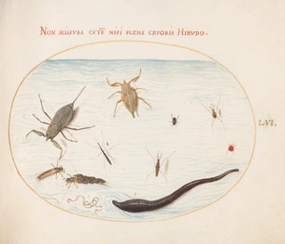 Planches 56: Wasser-Skorpion, Wasserzähler, Teichläufer, Roter Milbe, Blutegel und andere Wasserinsekten - Joris Hoefnagel — Ansicht des Kunstwerks