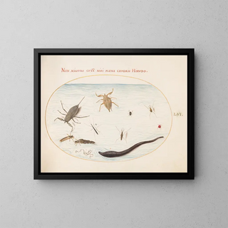 Planches 56: Wasser-Skorpion, Wasserzähler, Teichläufer, Roter Milbe, Blutegel und andere Wasserinsekten - Joris Hoefnagel — gerahmtes Bild an der Wand