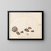 Platinen-Gemälde 58 Muscheln, einschließlich Abalone - Joris Hoefnagel — gerahmtes Bild an der Wand