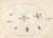 Platinen-Gemälde 59 Sept Insekten, darunter ein Insekten-Schild der Weißdorn, Fliegen und eine Schwebfliege - Joris Hoefnagel — Ansicht des Kunstwerks