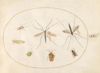 Platinen-Gemälde 59 Sept Insekten, darunter ein Insekten-Schild der Weißdorn, Fliegen und eine Schwebfliege - Joris Hoefnagel — Ansicht des Kunstwerks