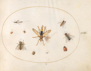Joris Hoefnagel - Plate 62 Ten Insects.webp