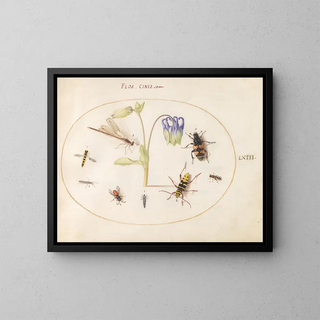 Joris Hoefnagel - Plate 63 A Dragonfly a Spotted Longhorn a Sexton Beetle and Other Insects with a Blue and White Columbine.webp