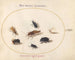 Platinen-Gemälde 67 Sept Insekten, darunter ein weißer Schmetterling und eine Biene - Joris Hoefnagel — Ansicht des Kunstwerks
