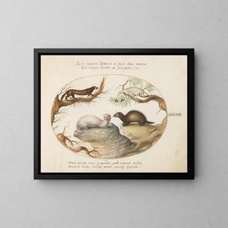 Joris Hoefnagel - Polecat Mink and Ermine.webp