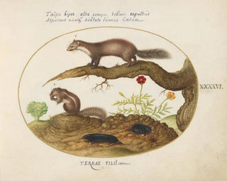 Joris Hoefnagel - Stone Marten Chipmunk and Moles with a Marigold and Lettuce.webp