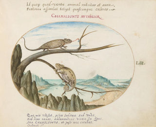 Joris Hoefnagel - Two Common or Mediterranean Chameleons above San Sebastin Spain.webp