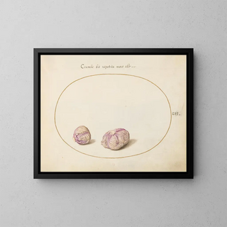 Joris Hoefnagel - Two Heads of Cabbage.webp