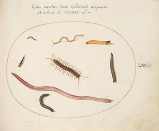 Wurm, Tausendfüßler und andere längliche Kreaturen - Joris Hoefnagel — Ansicht des Kunstwerks