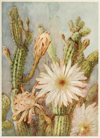 Joseph Kallaus - Cactus.webp