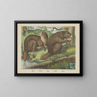 Joseph Scholz - Beaver.webp